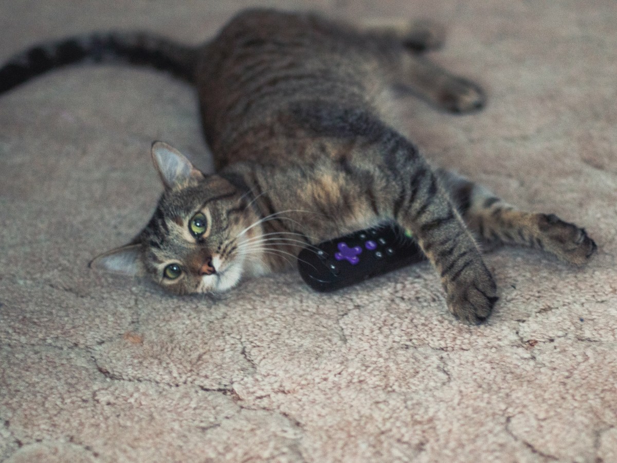 I wish I could give my cat the world pt&nbsp;2