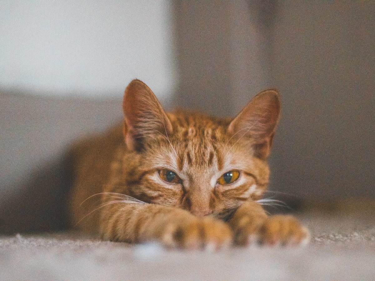 Top 7 products if you have a&nbsp;cat!